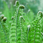 Hayloft Matteuccia Struthiopteris - Shuttlecock Fern 3 X 9cm Pot