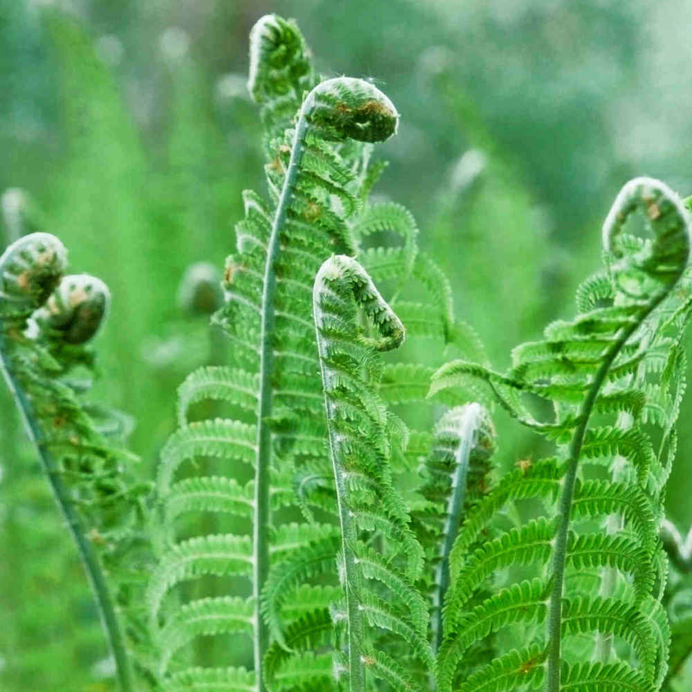 Hayloft Matteuccia Struthiopteris - Shuttlecock Fern 3 X 9cm Pot