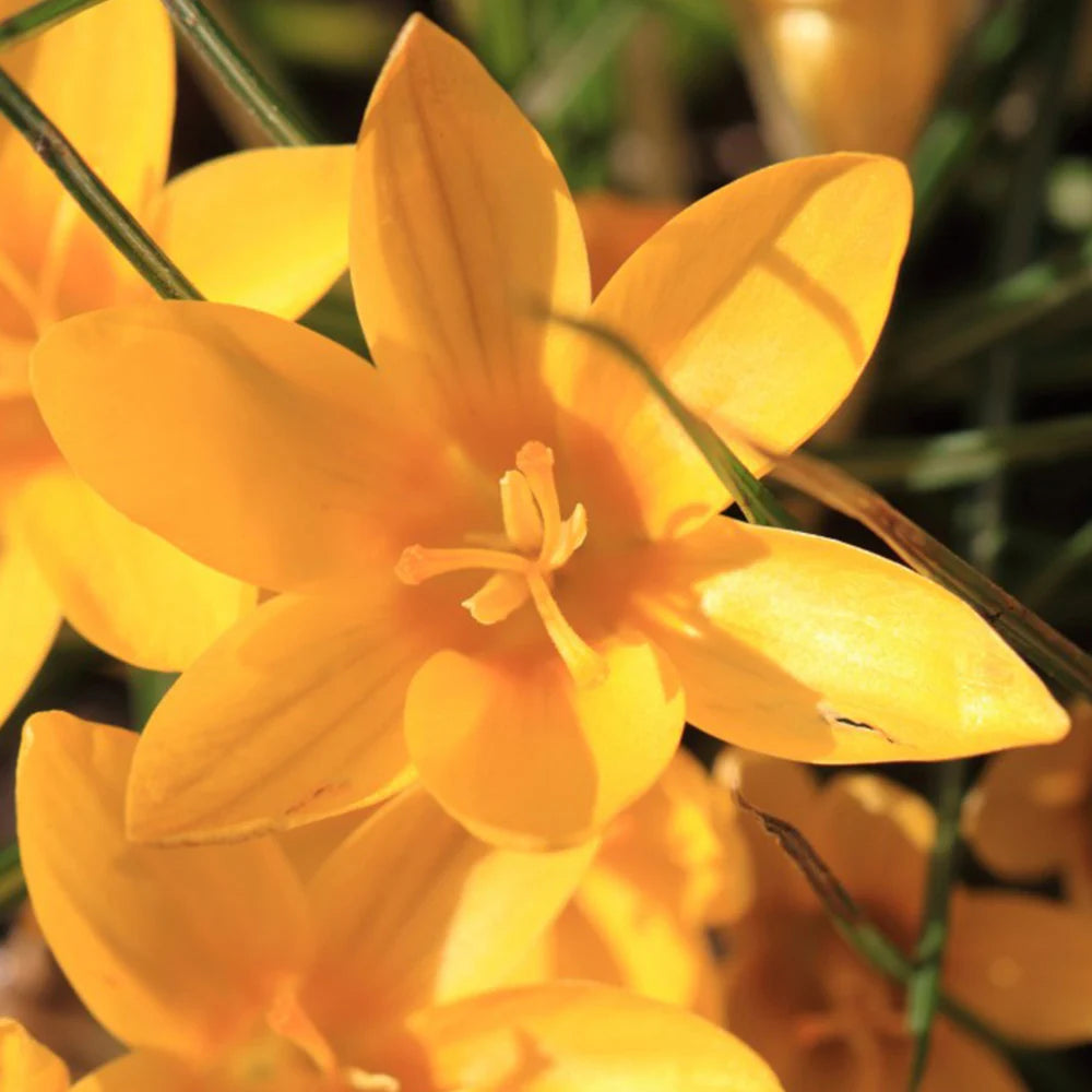 Thompson & Morgan Mixed Crocus Bulb Collection - 80 Bulbs