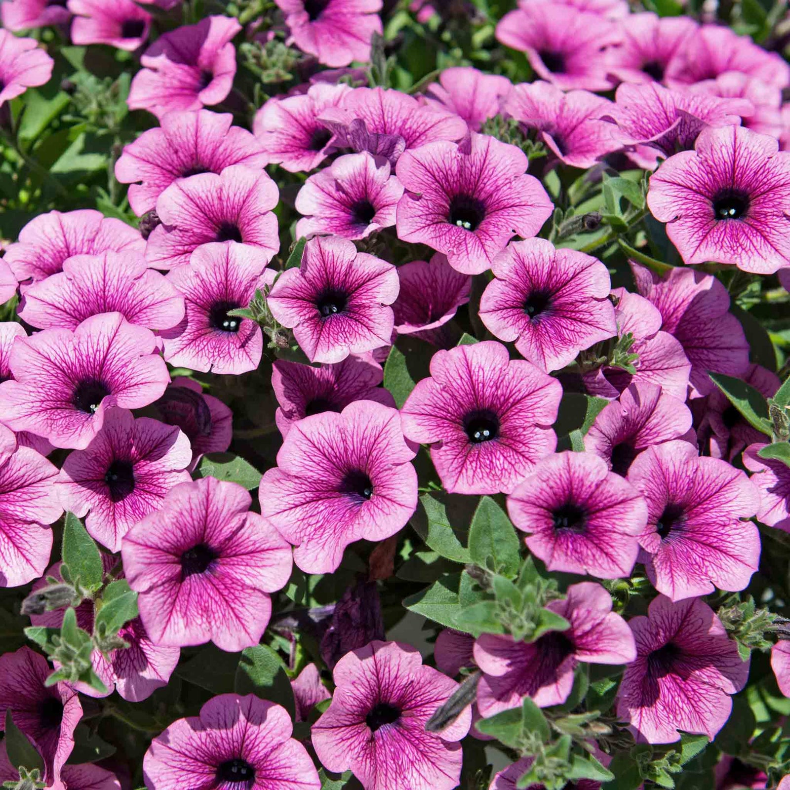Surfinia Petunia 'pink Vein' | 6 x Plug Plants | Multi Colour
