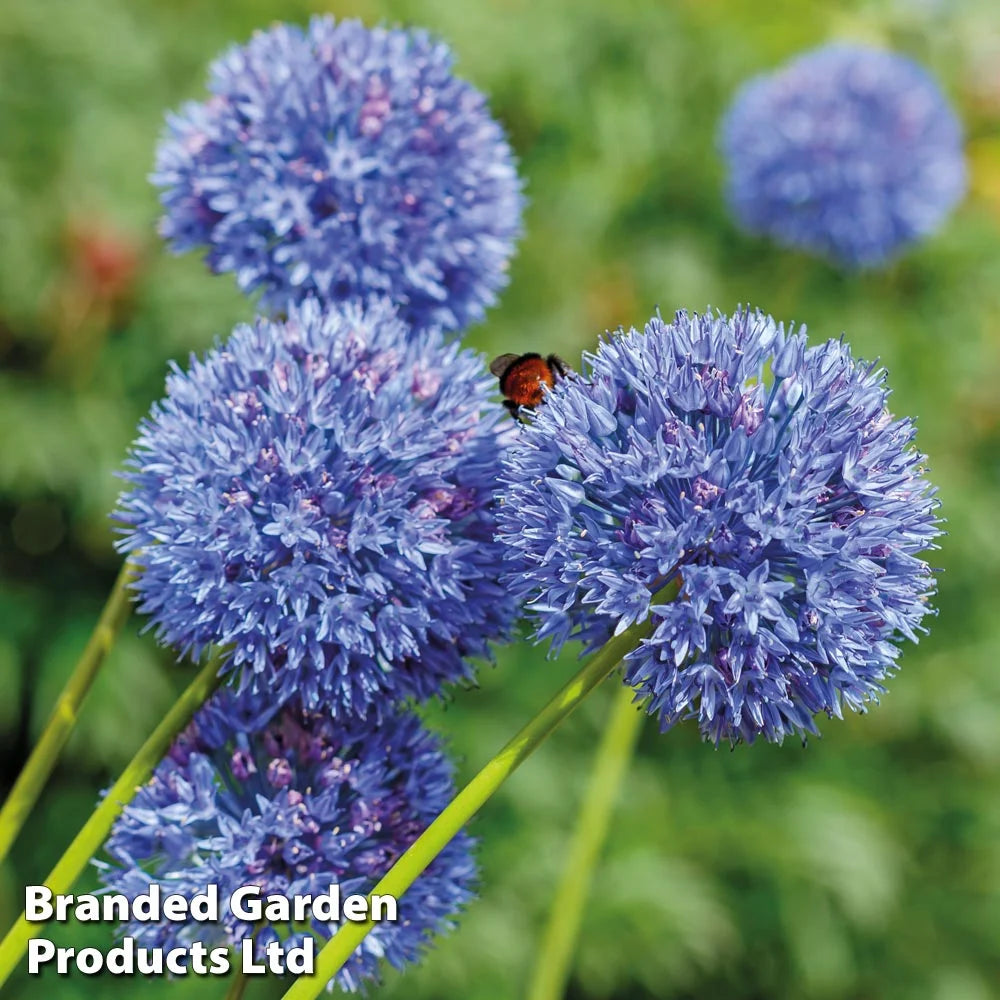 Thompson & Morgan Allium Bumper Pack Mixed - 100 Bulbs