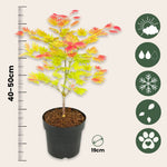 Japanese Maple - Acer Palmatum 'Moonrise' - Height 40-50cm - ⌀19cm | Set of 1 | Green
