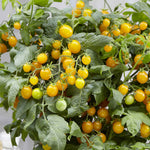 Tomato Seeds 'sweet Sturdy Grace' F1 Compact Yellow Cocktail Pack Of 6 | 6 Seeds