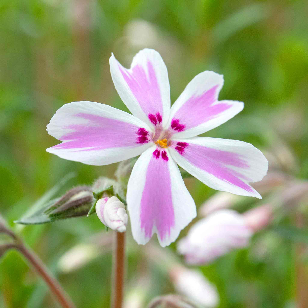 Phlox 'candy Stripe' Creeping Phlox Groundcover | 3 Plug Plants