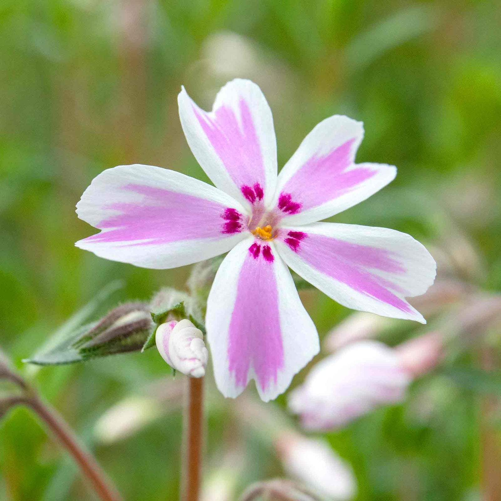 Phlox Plant Collection - 3 Varieties, Fragrant & Pollinator-friendly | 6 x Jumbo Plugs | Purple