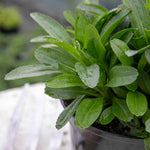 Leucanthemum 'real Snowball' Plant - 50cm Hardy Perennial | 1 x 9cm | Green & White