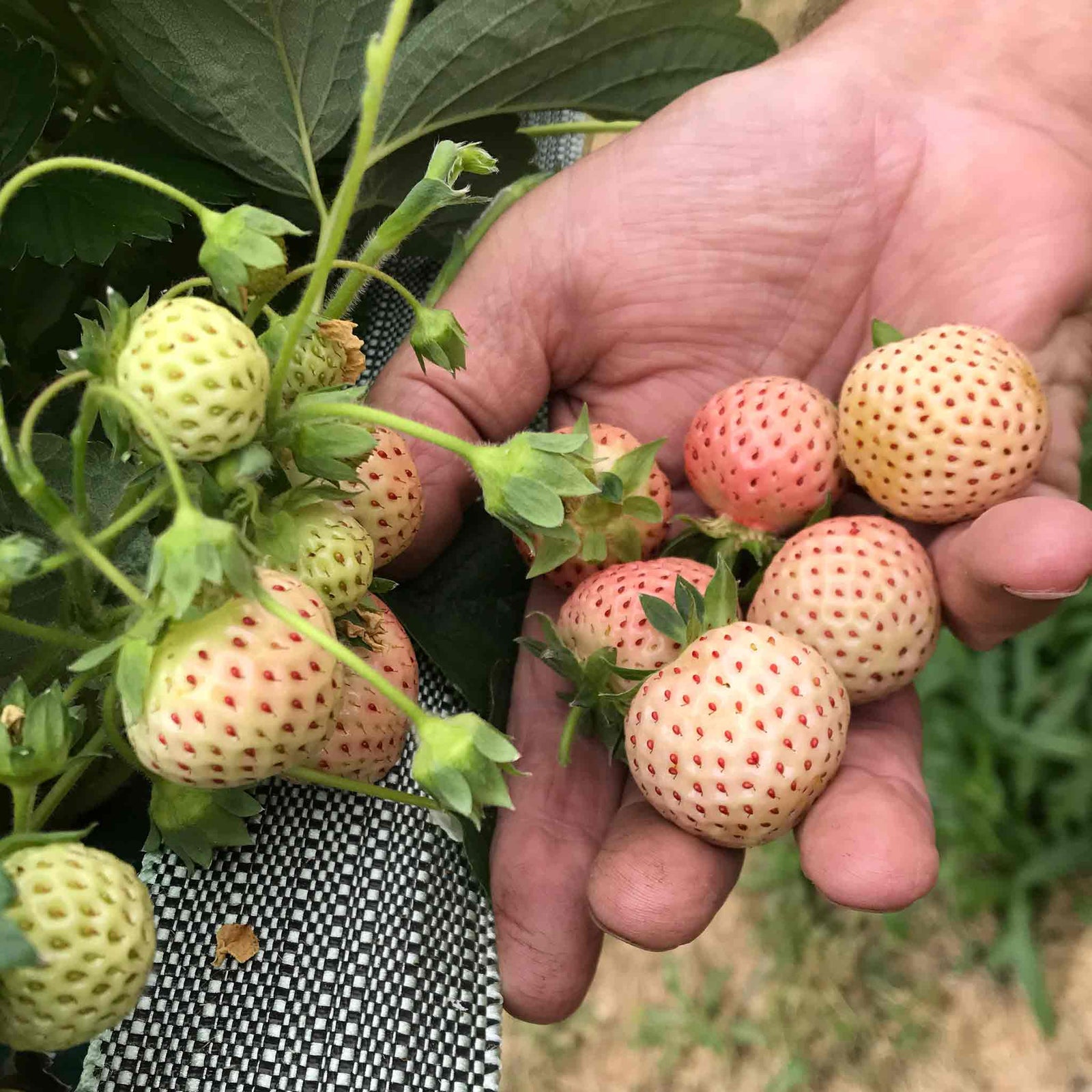 Strawberry Plant 'snow White' (pineberry) - White Fruit With Red Seeds | 10 x Bare Root | White
