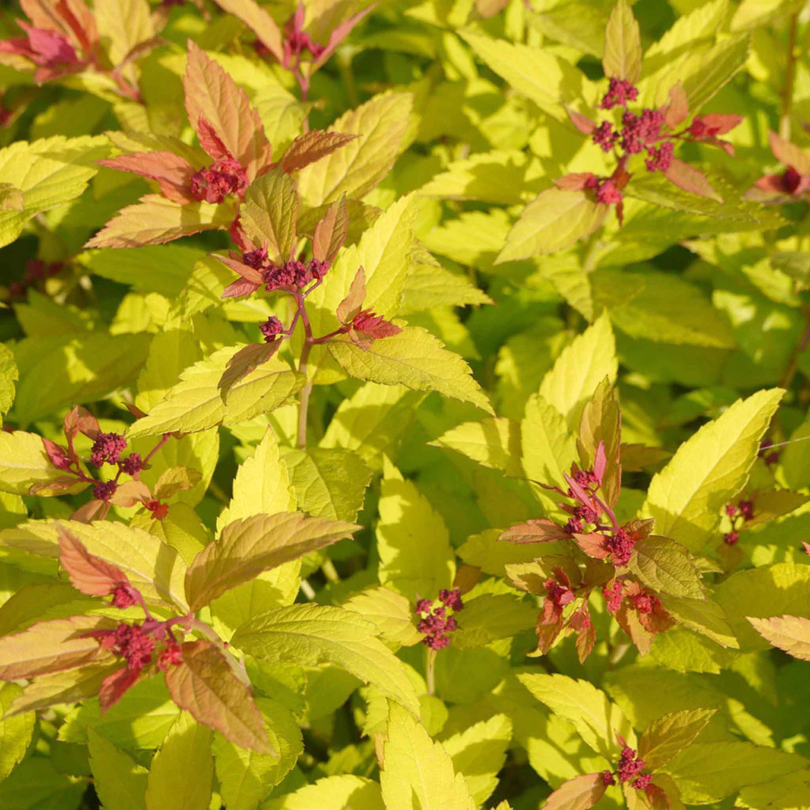 Spiraea Japonica 'magic Carpet' Compact Pink-flowering Groundcover Shrub | 1 x 3L