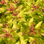 Spiraea Japonica 'magic Carpet' Compact Pink-flowering Groundcover Shrub | 1 x 9cm