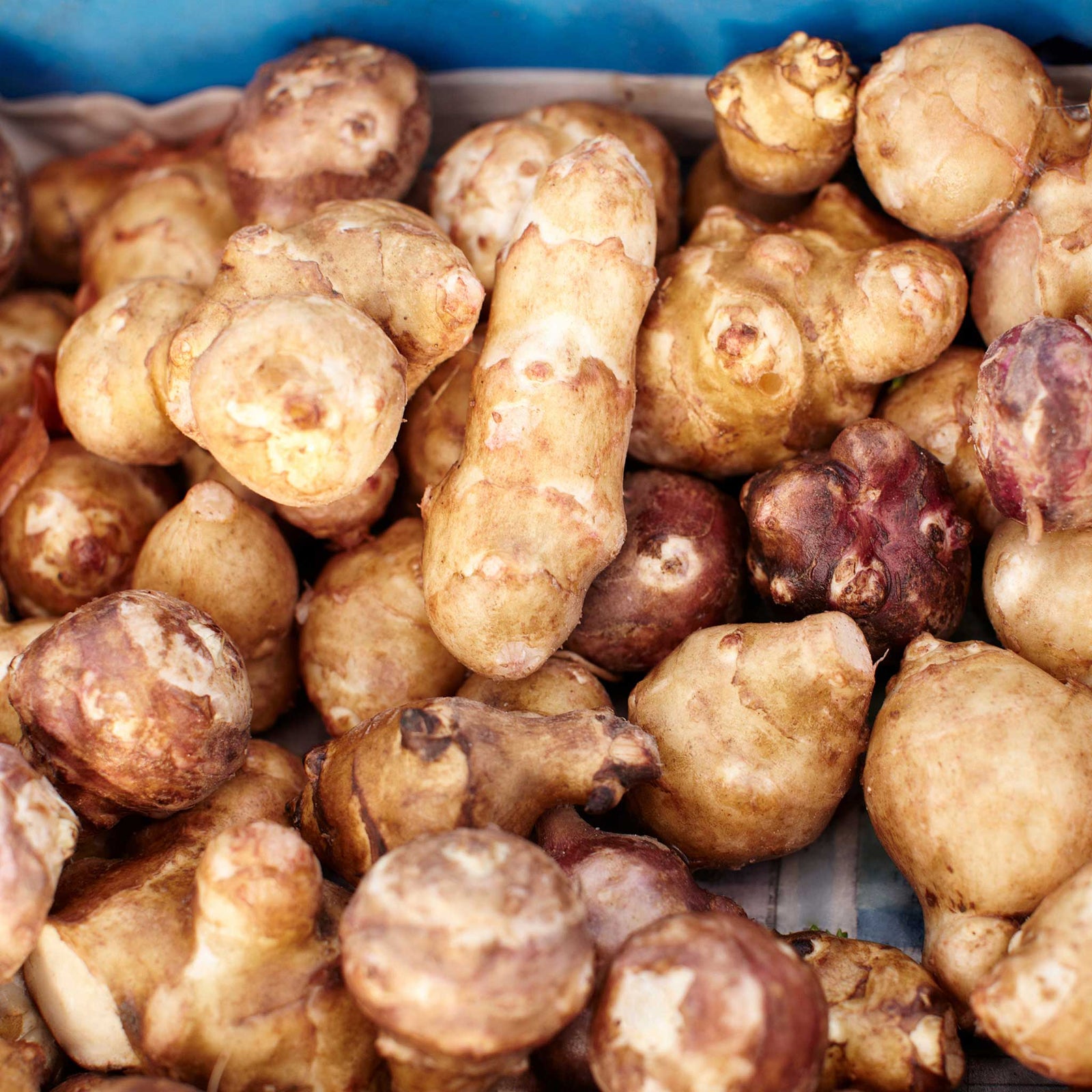 Jerusalem Artichoke 'fuseau' - Large Tubers | 10 x Bulbs | Brown