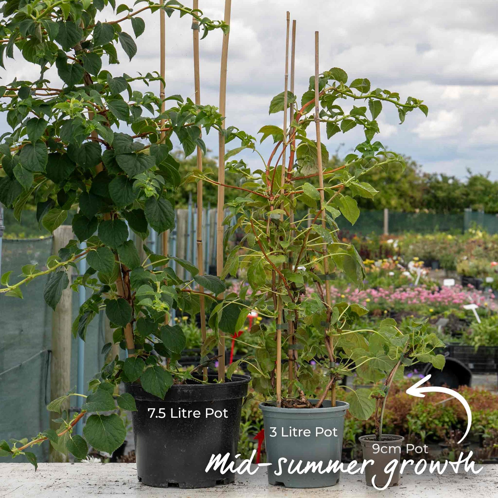 Climbing Hydrangea 'petiolaris' Rhs Agm | 1 x 9cm | White