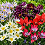 Romantic Tulip Collection - 65 Bulbs