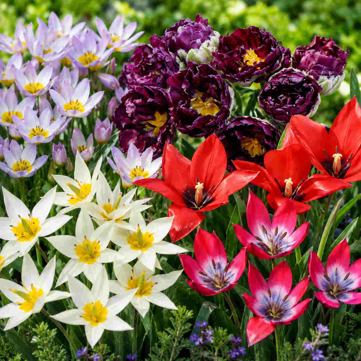 Romantic Tulip Collection - 65 Bulbs