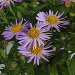 Exclusive Late Summer Aster Collection - 3 x 9cm pots