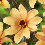 Dahlia Tuber 'bishop Of York', Yellow Single Flowers, Dark Foliage | 1 x Bulb | Multi