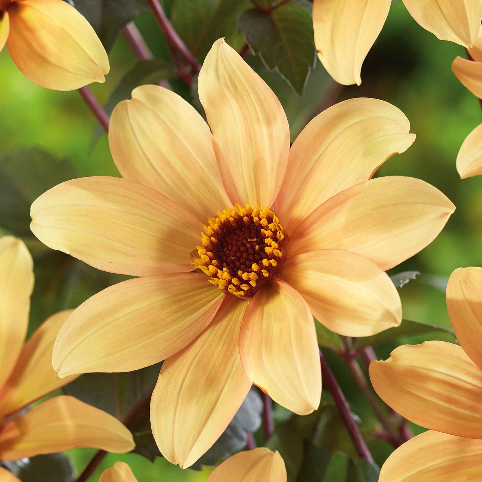Dahlia Tuber 'bishop Of York', Yellow Single Flowers, Dark Foliage | 1 x Bulb | Multi