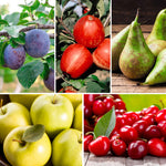Dwarf Patio Fruit Tree Collection - 5 Potted Plants