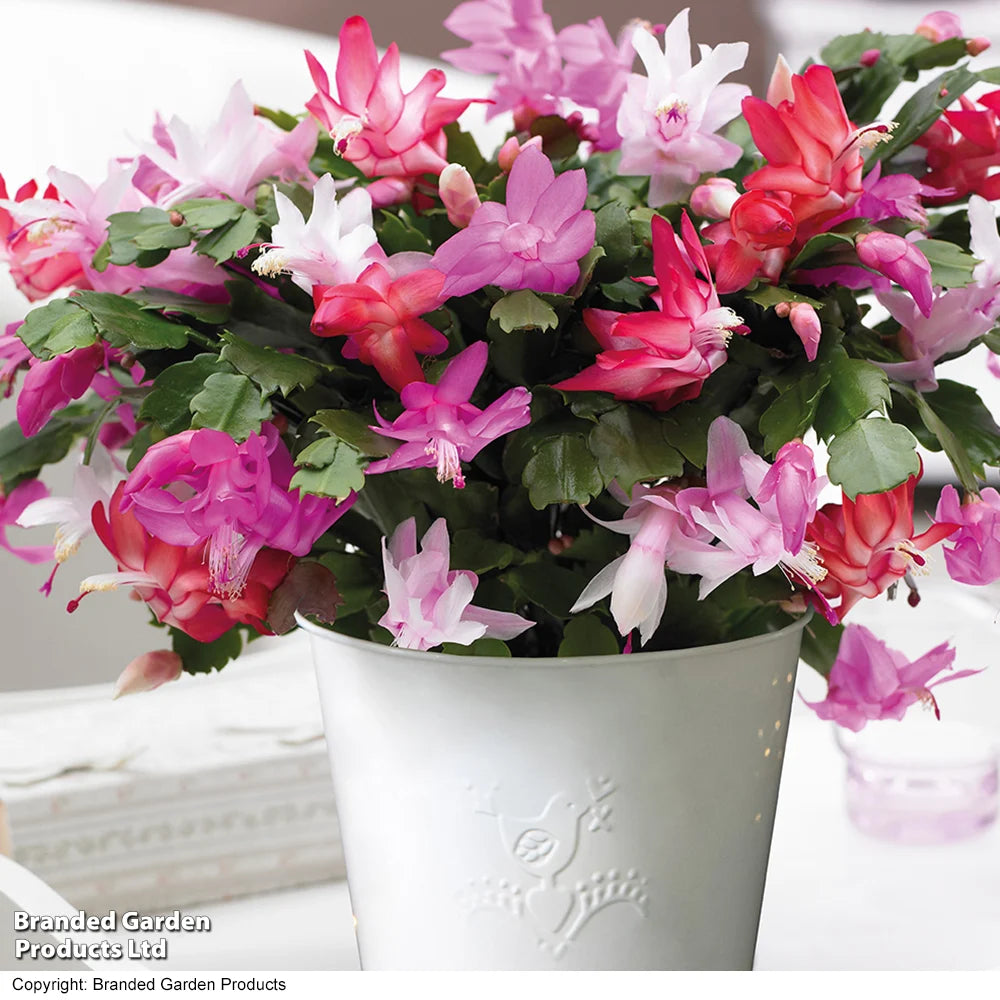 Gift Christmas Cactus Multicolour In Cream Zinc Pot | Set of 1