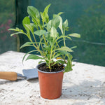 Cosmos 'cherry Chocolate' Compact Fragrant Perennial Plant | 1 x 9cm