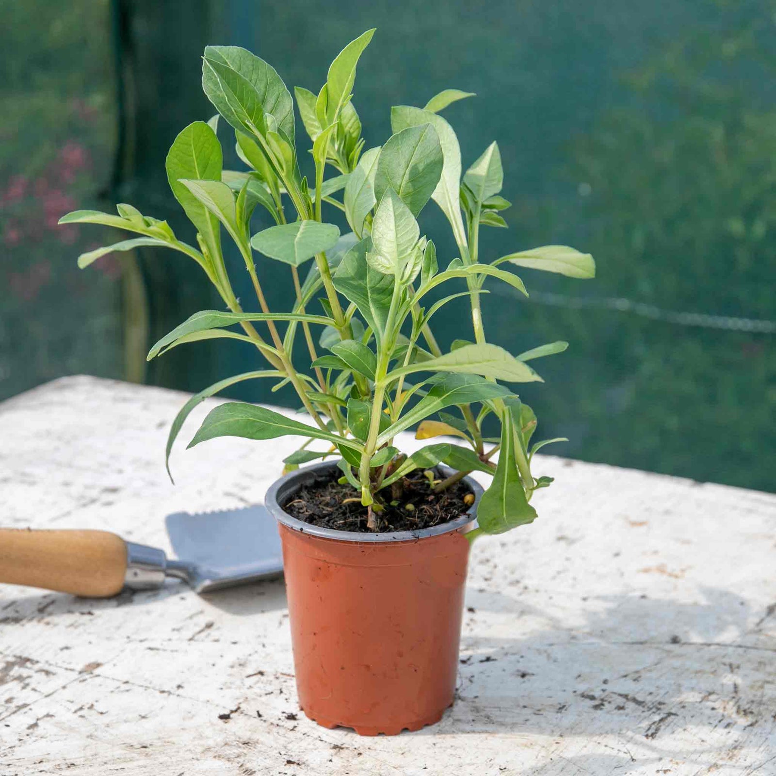 Cosmos 'cherry Chocolate' Compact Fragrant Perennial Plant | 3 x 9cm