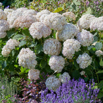 Hydrangea 'candybelle Marshmallow' Shrub | 1 x 3L | Pink