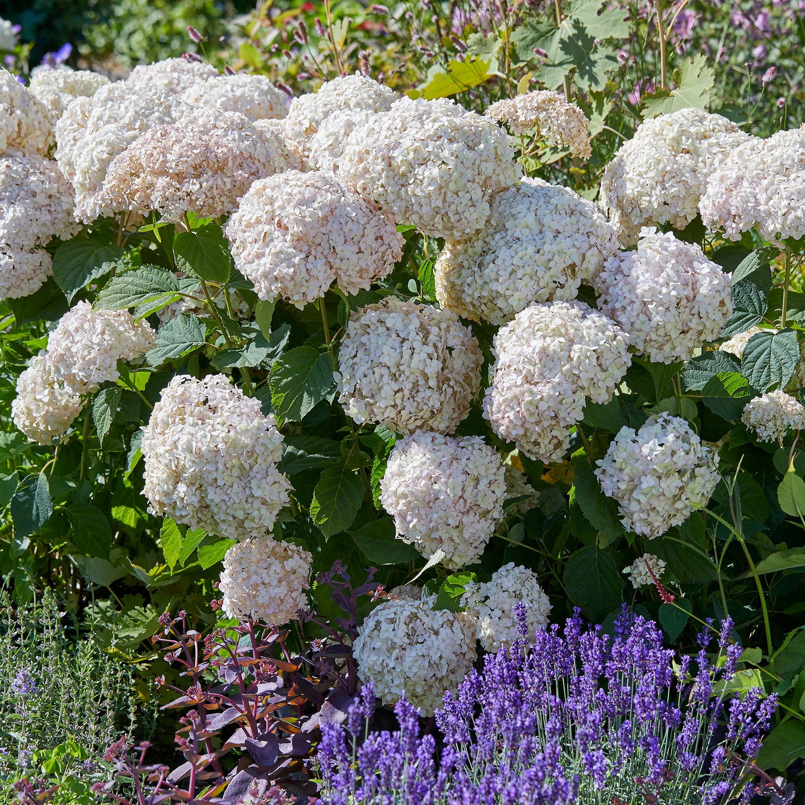 Hydrangea 'candybelle Marshmallow' Shrub | 1 x 3L | Pink