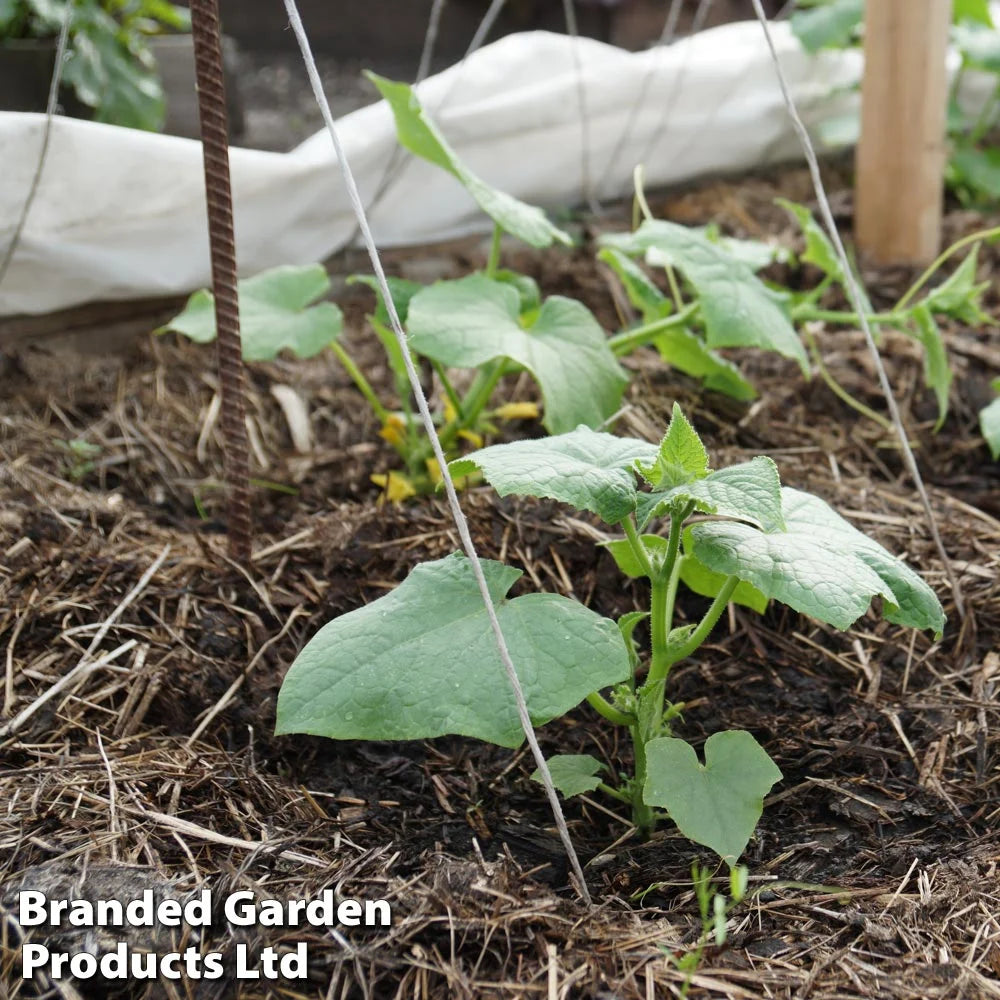 Strulch Garden Mulch (100 Litre) | Set-of-2