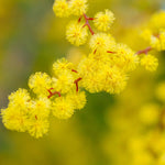 Acacia Dealbata - Blue Wattle - 9cm pots | 1 x 9cm | Yellow