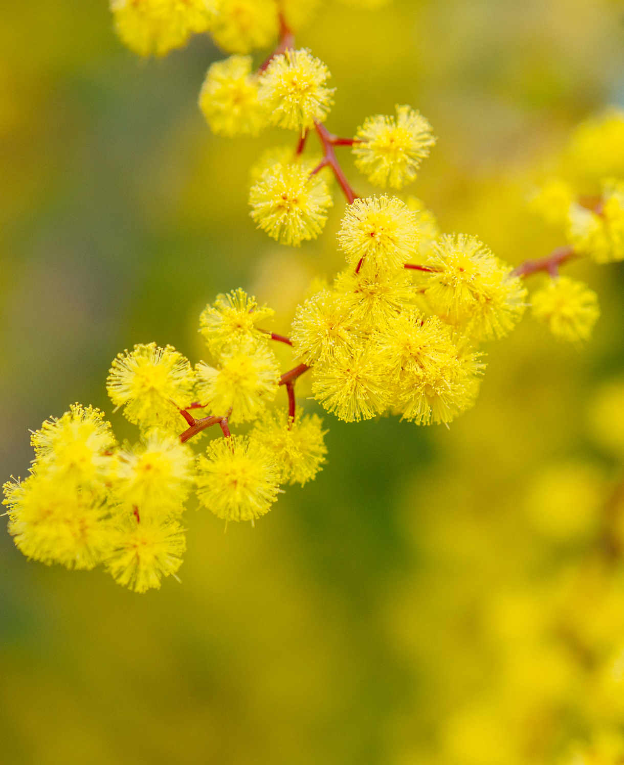 Acacia Dealbata - Blue Wattle - 9cm pots | 1 x 9cm | Yellow