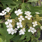 Hydrangea Querc. 'ice Crystal' Compact Oakleaf Hydrangea With Pure White Flowers | 1 x 9cm | White