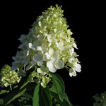 Hydrangea Paniculata Unique Flowering Garden Shrub Plant