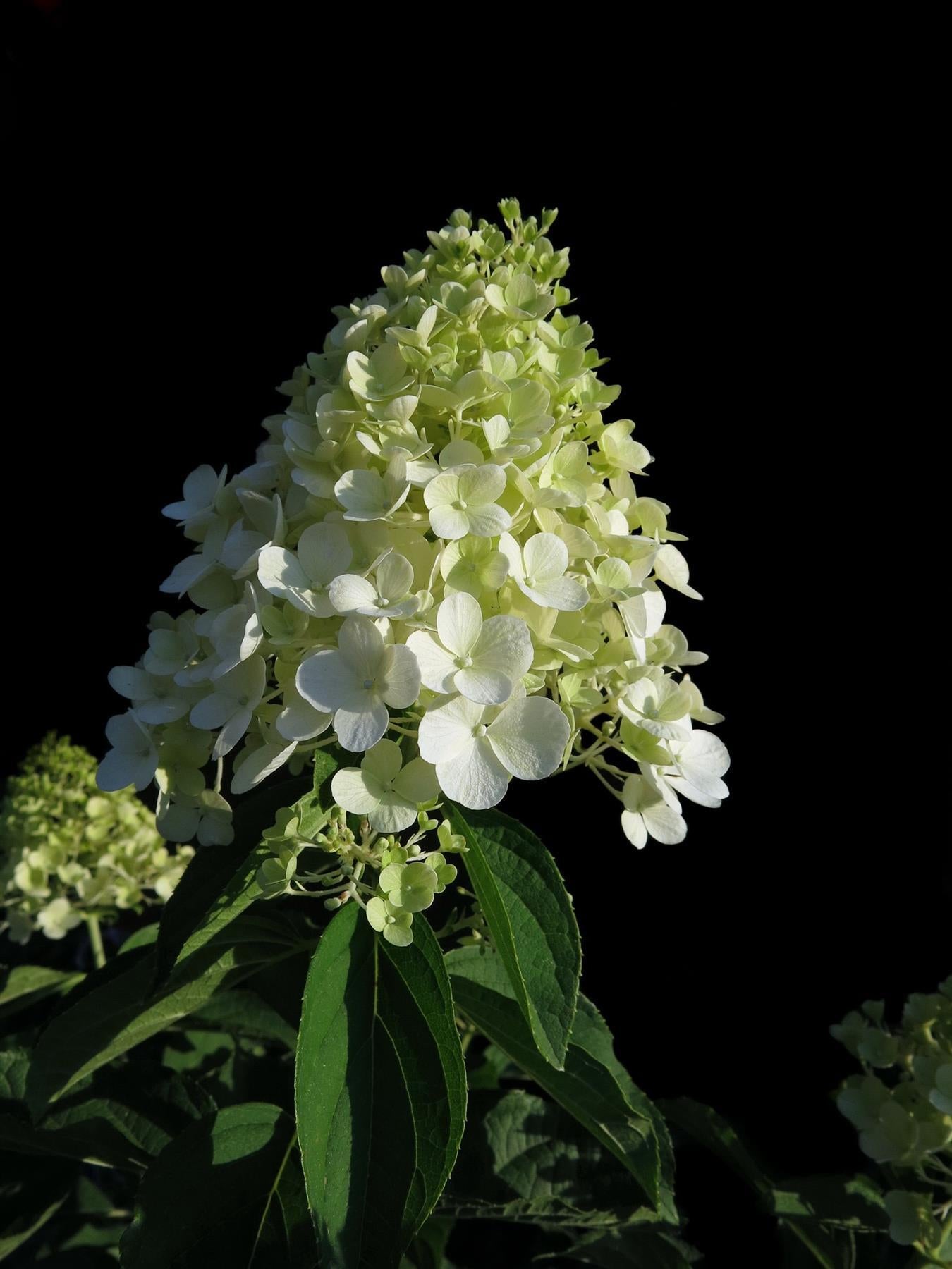 Hydrangea Paniculata Unique Flowering Garden Shrub Plant