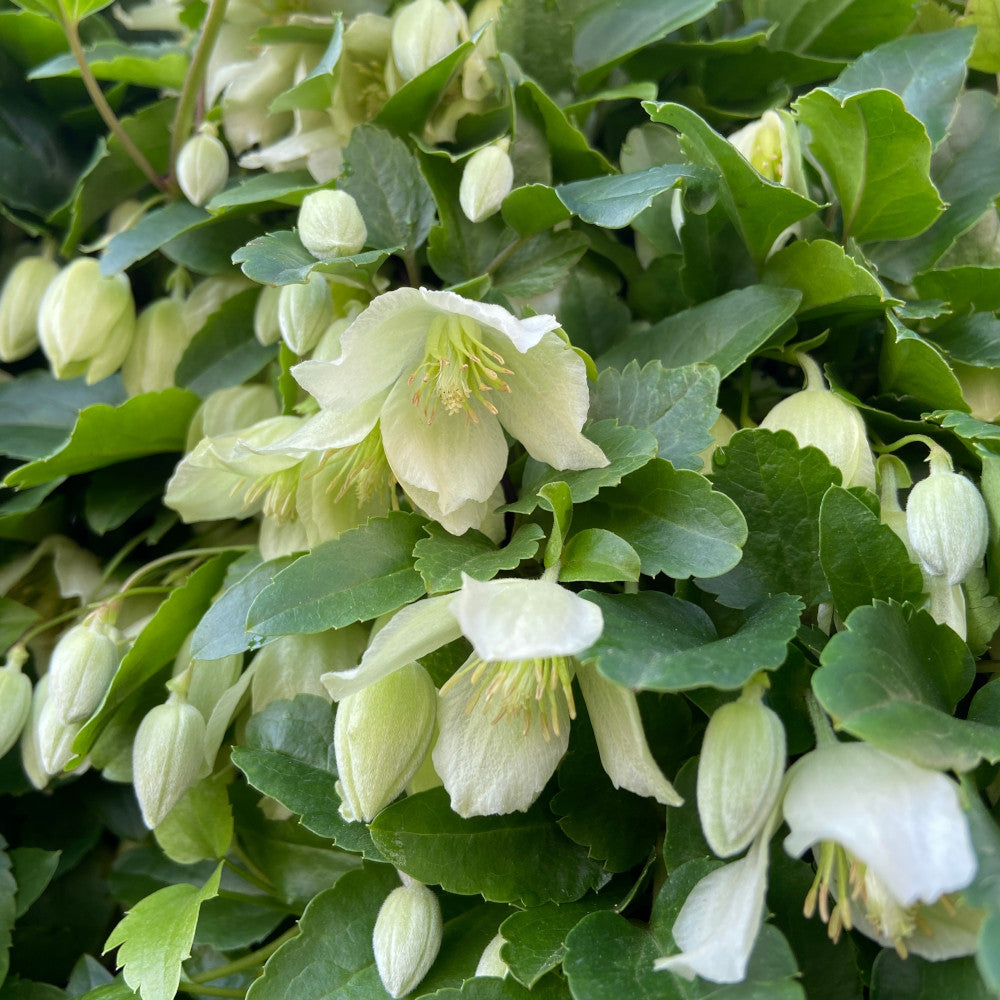 Clematis Cirrhosa Wisley Cream - Winter Flowering Climber In A 9cm Pot