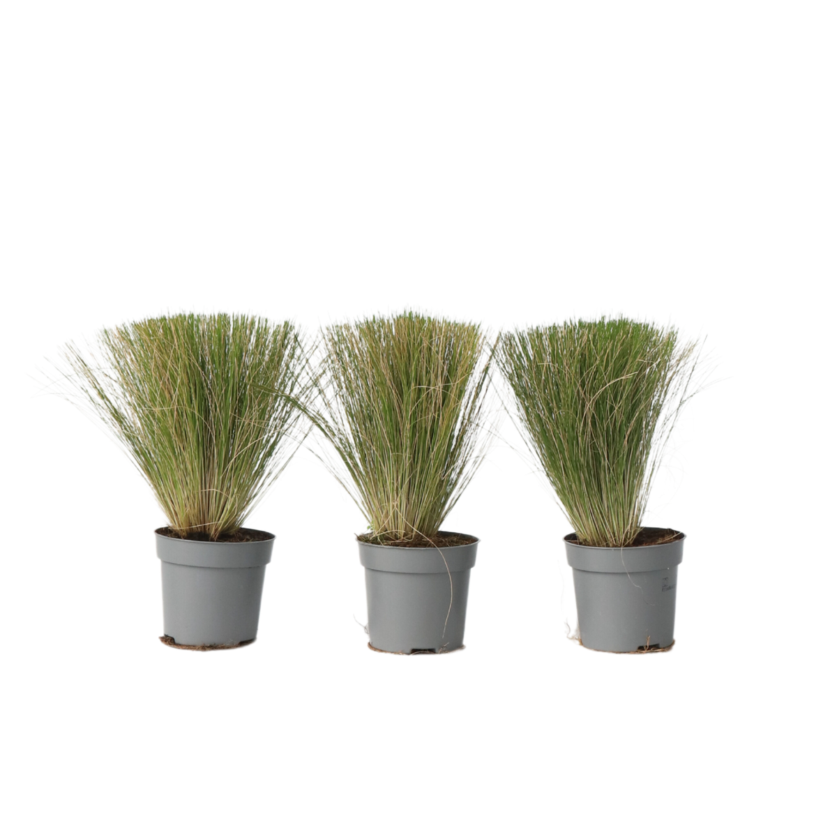 Mexican Feather Grass - Stipa Tenuifolia 'Pony Tails' - H20-30cm - ⌀9cm | Set of 3 | Green