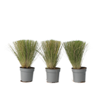 Mexican Feather Grass - Stipa Tenuifolia 'Pony Tails' - H20-30cm - ⌀9cm | Set-of-3 | Green