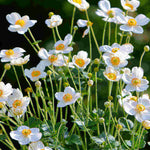 Anemone Honerine Jobert - White Japanese Anemone - 3 x 9cm pots