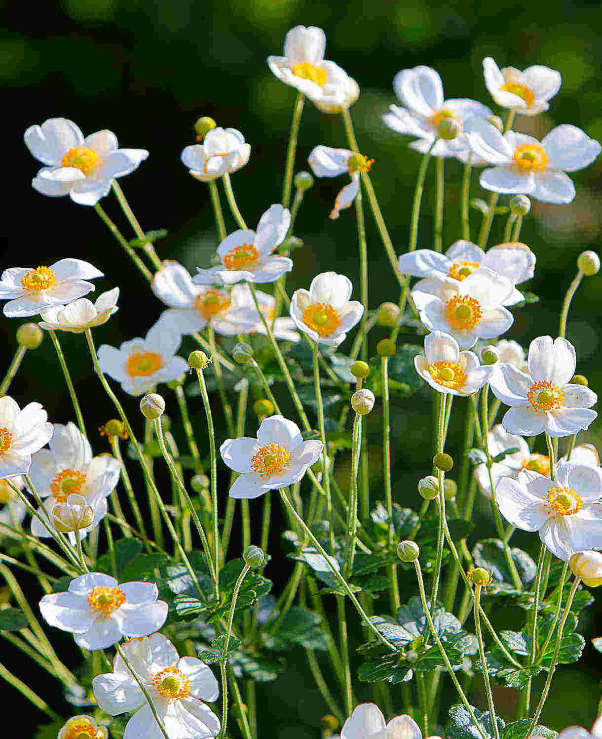 Anemone Honerine Jobert - White Japanese Anemone - 3 x 9cm pots