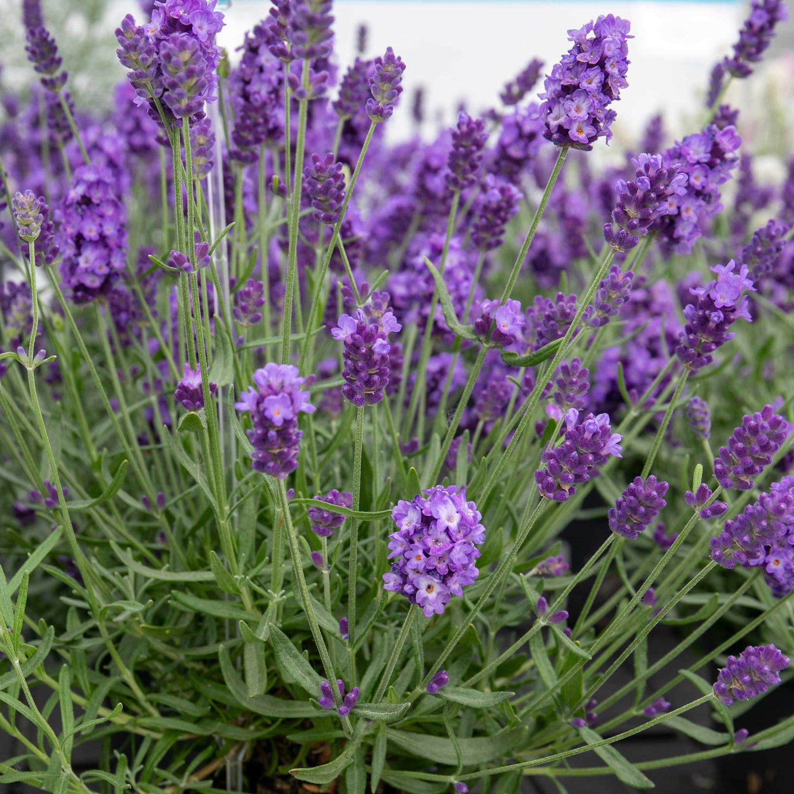 Lavender 'hidcote Blue' Rhs Award Of Garden Merit, Drought-tolerant | 3 x Jumbo Plugs | Multi