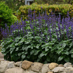 Salvia 'big Blue' – Pollinator-friendly Blue Spikes | 12 x Plug Plants | Blue