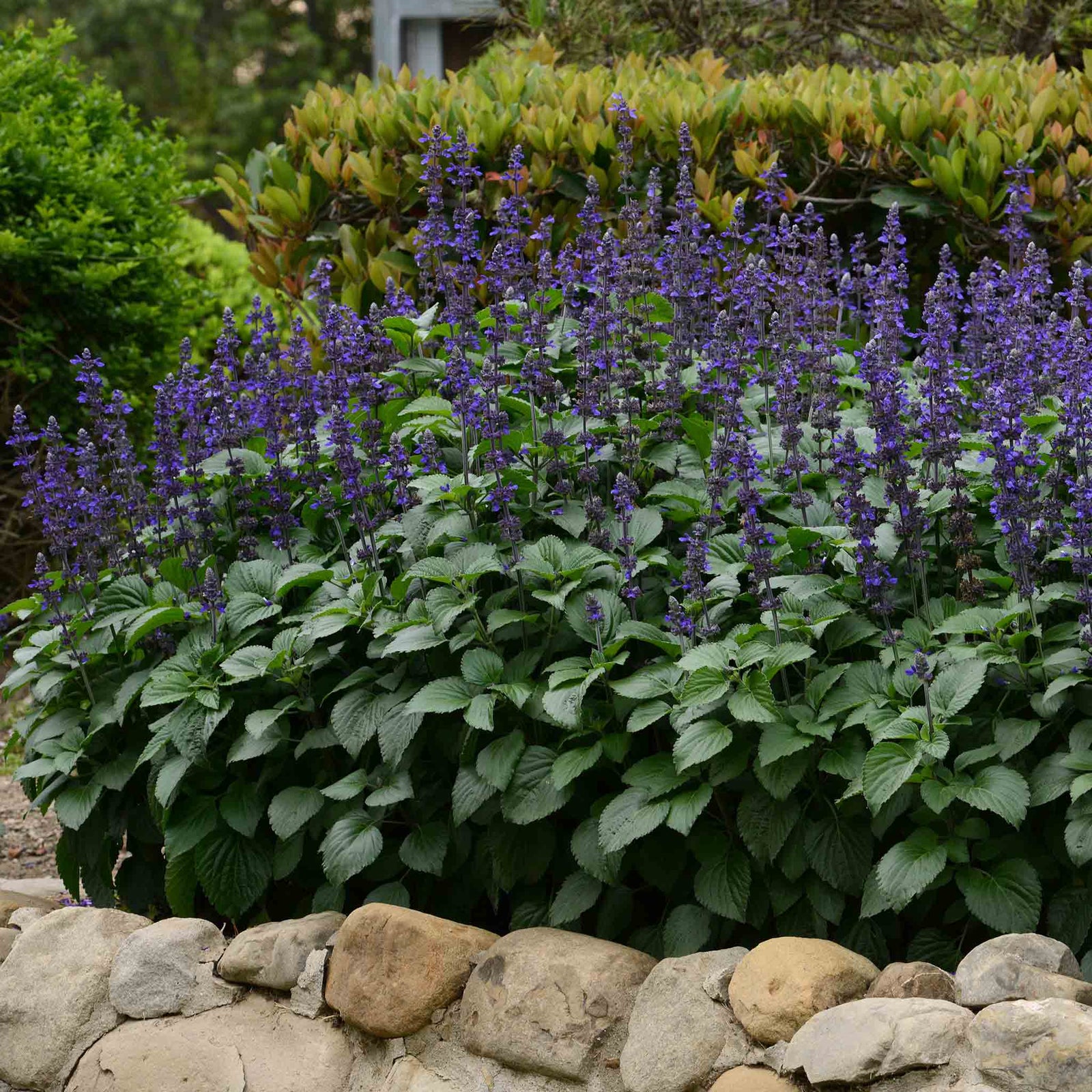 Salvia 'big Blue' – Pollinator-friendly Blue Spikes | 12 x Plug Plants | Blue