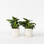 Sweetheart Plant - 2 Pcs. - Philodendron 'white Wave' - Height 25-40cm - ⌀12cm | Set of 2 | Green