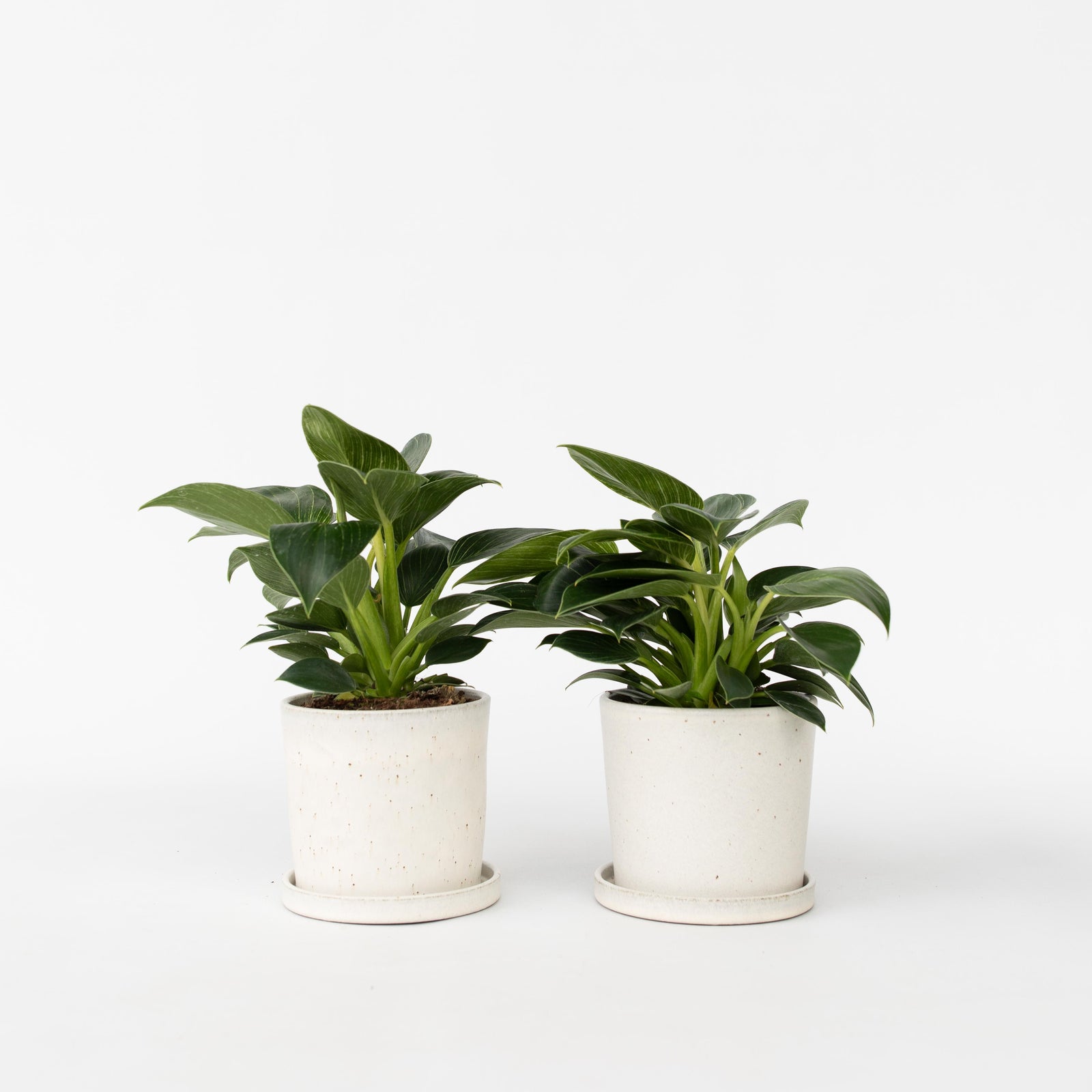 Sweetheart Plant - 2 Pcs. - Philodendron 'white Wave' - Height 25-40cm - ⌀12cm | Set of 2 | Green