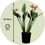Strelitzia Reginae - Bird Of Paradise - Height 80-100cm - Pot 27cm | Orange