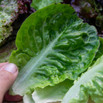 Little Gem Lettuce Garden-ready | 12 x Plug Plants | Green