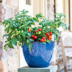Veranda Red Patio Tomato Seeds - Dwarf Self-supporting | 10 Seeds