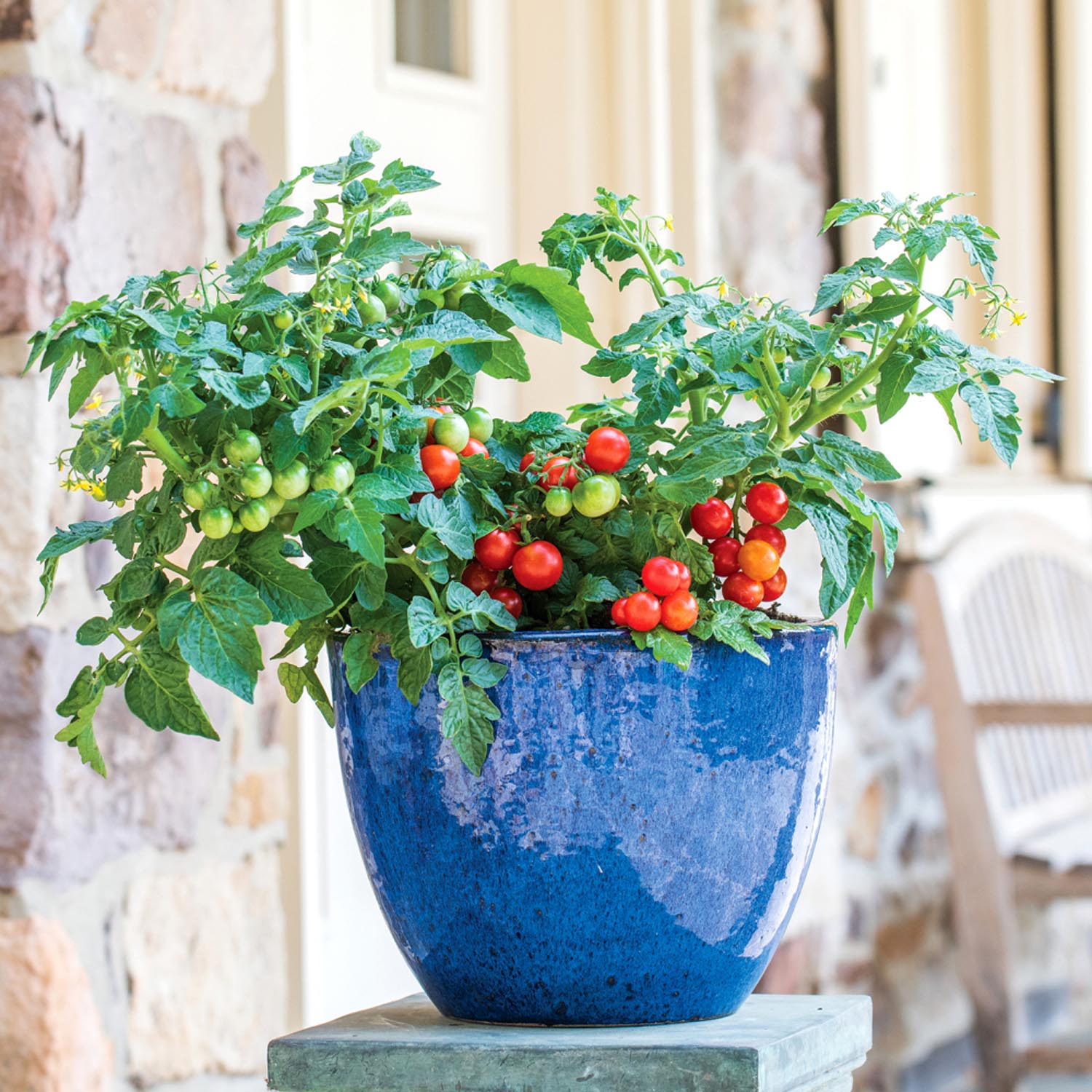 Veranda Red Patio Tomato Seeds - Dwarf Self-supporting | 10 Seeds