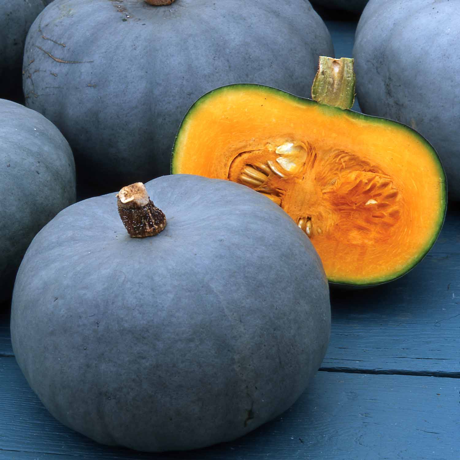 Pumpkin Plant 'crown Prince' | 6 x Jumbo Plugs | Multi