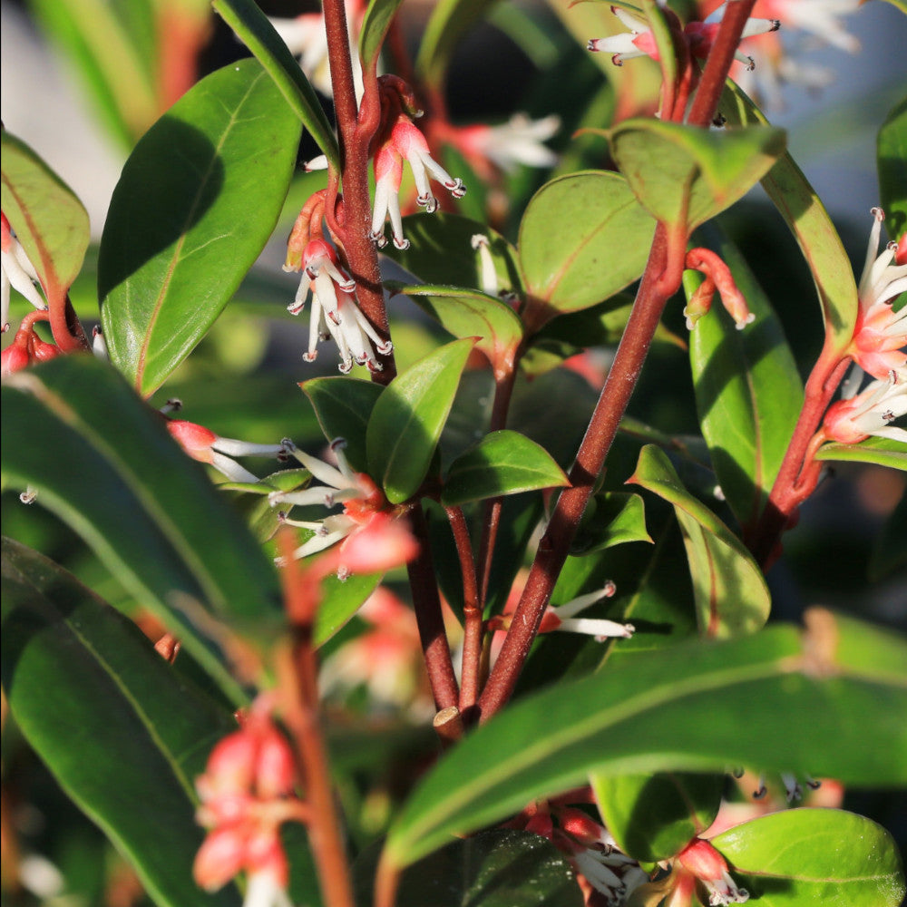 Evergreen Shrub Collection