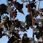 Betula Pendula Royal Frost Purple Leaf Birch Tree 6ft Tall Supplied In A 12 Litre Pot