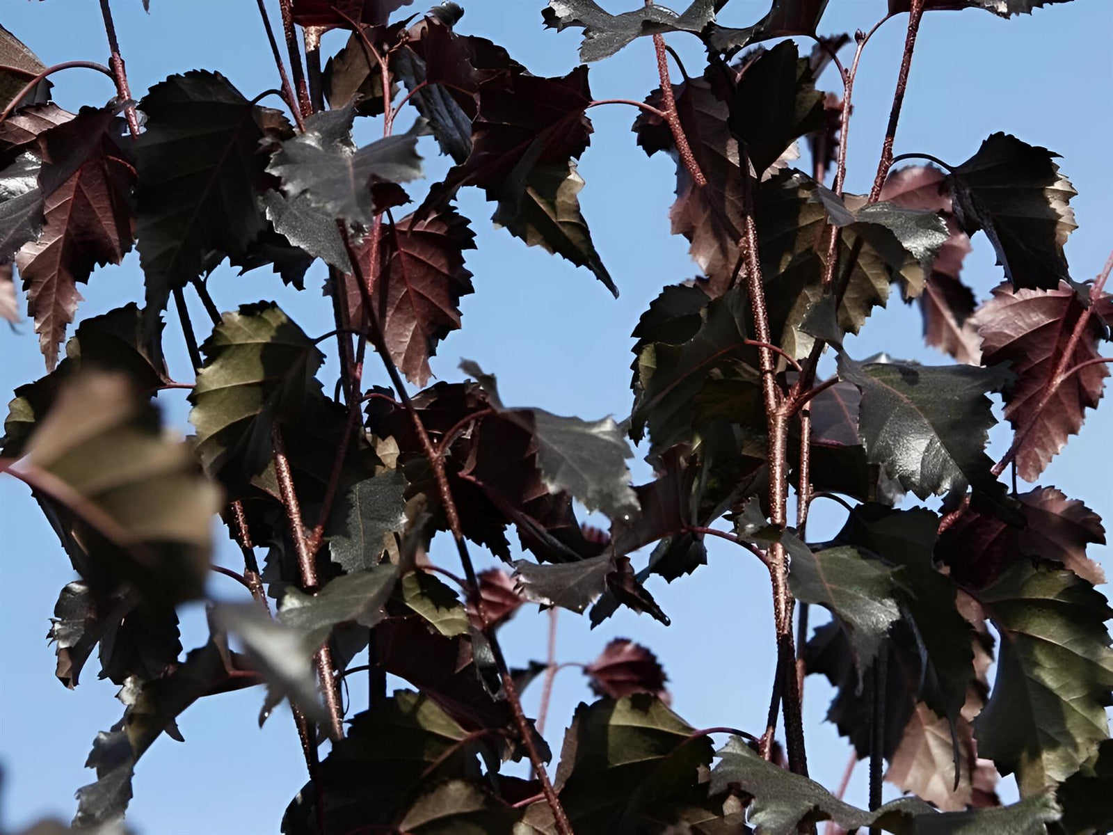 Betula Pendula Royal Frost Purple Leaf Birch Tree 6ft Tall Supplied In A 12 Litre Pot